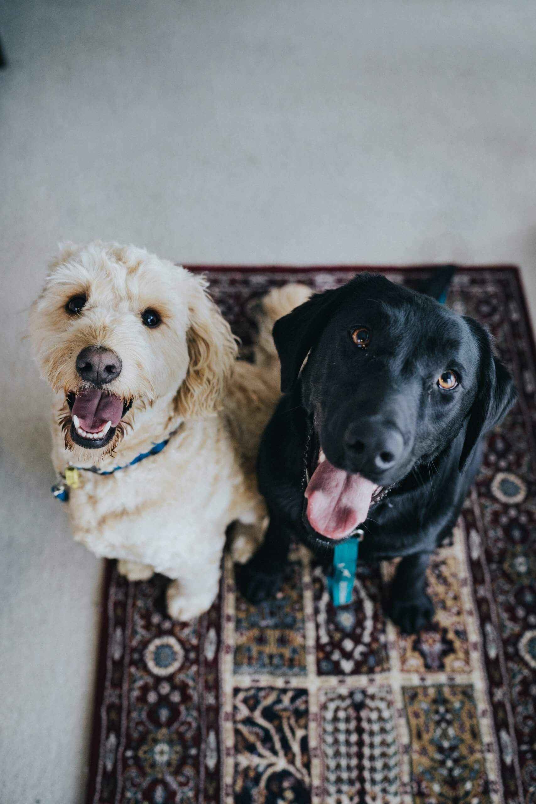 New Pet? Why You Need to Make Your Home Pet-Friendly and How To Do It